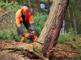 Best Fruit Tree Pruning  in Friona, TX