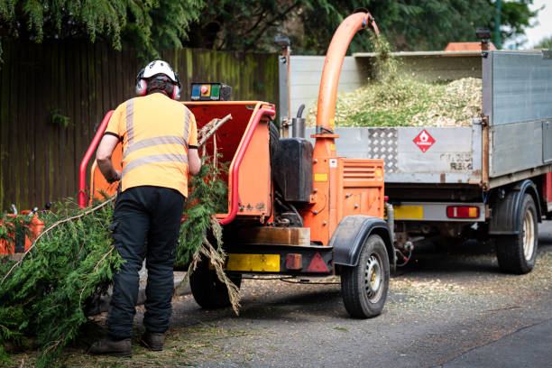 Best Tree Cabling and Bracing  in Friona, TX