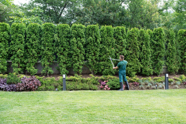 Best Lawn Watering Services  in Friona, TX