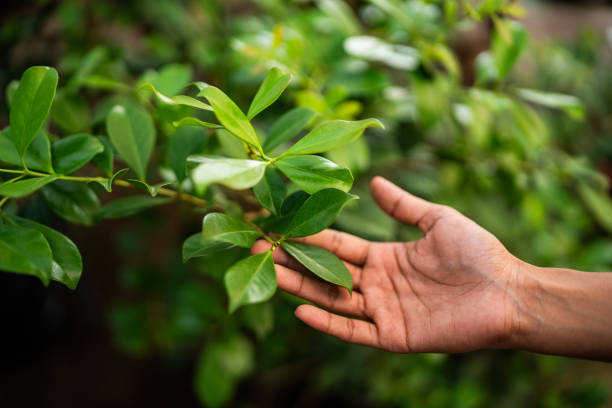 Best Emergency Tree Removal  in Friona, TX