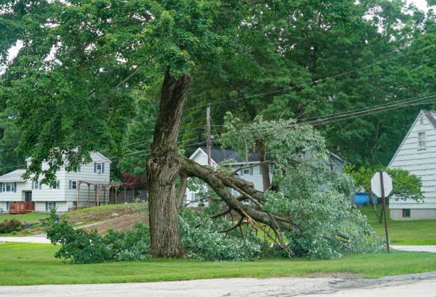 Best Commercial Tree Services  in Friona, TX