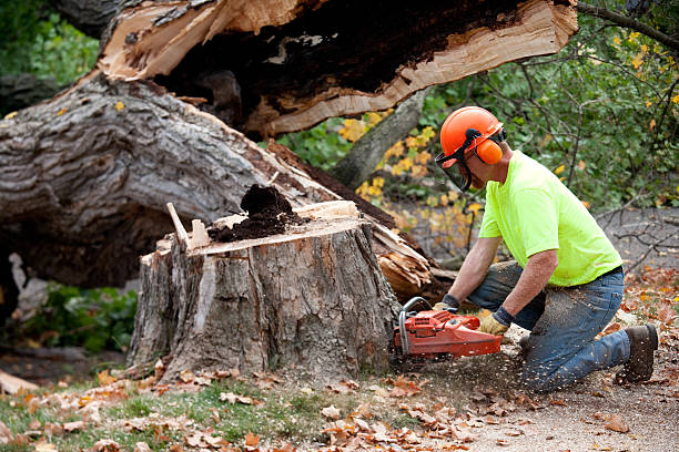 Best Hazardous Tree Removal  in Friona, TX