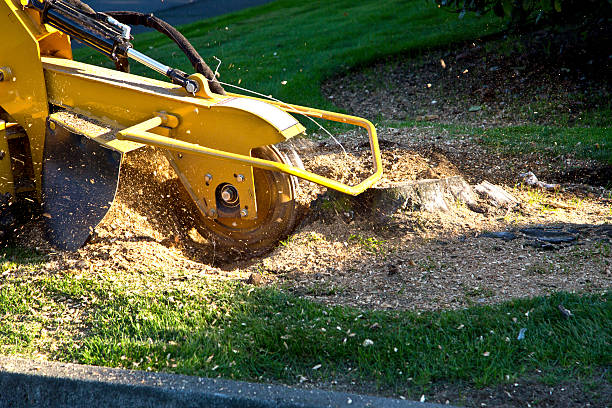 Best Tree Removal  in Friona, TX