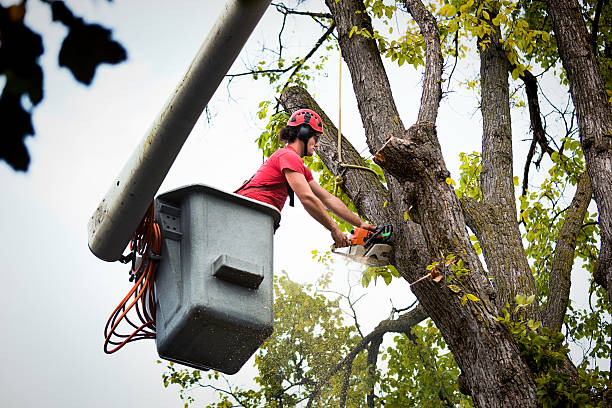 Best Root Management and Removal  in Friona, TX