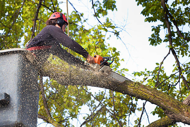 Best Firewood Processing and Delivery  in Friona, TX